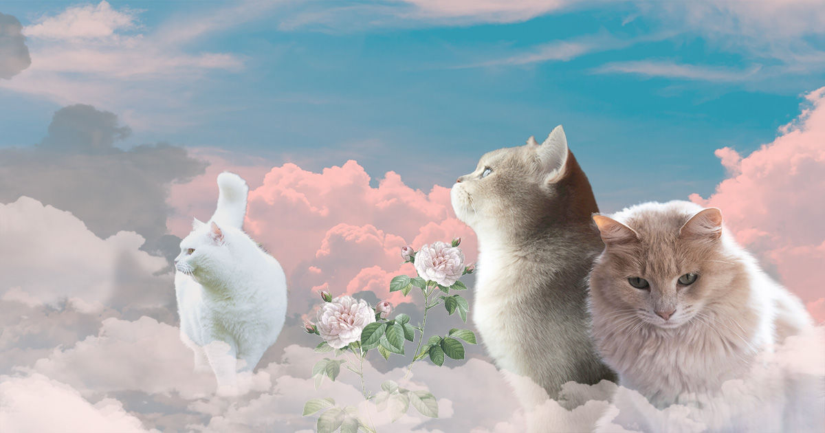 雲の上の3匹の猫