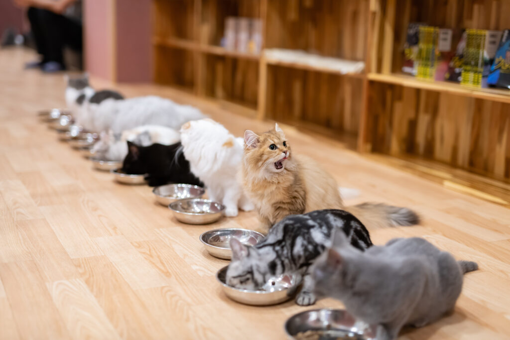 猫カフェのお昼ご飯