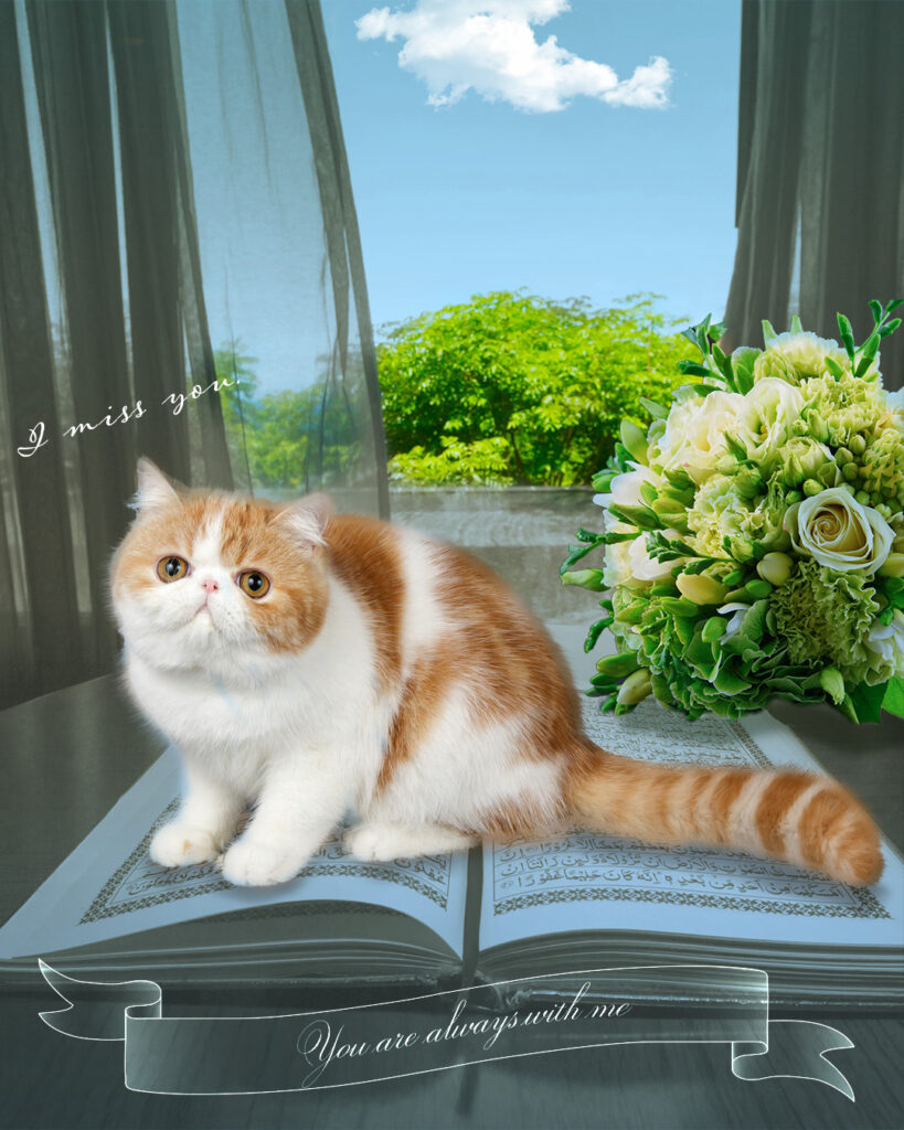 窓辺の猫