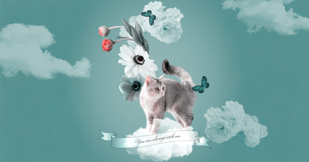 アネモネと雲の上の猫