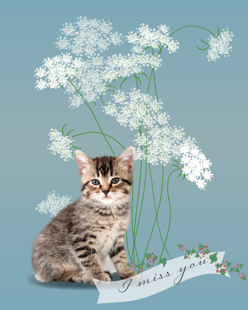 子猫とレースフラワー