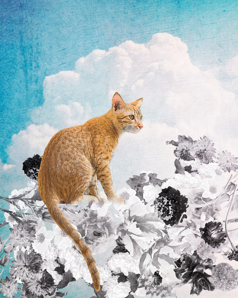猫と花と雲