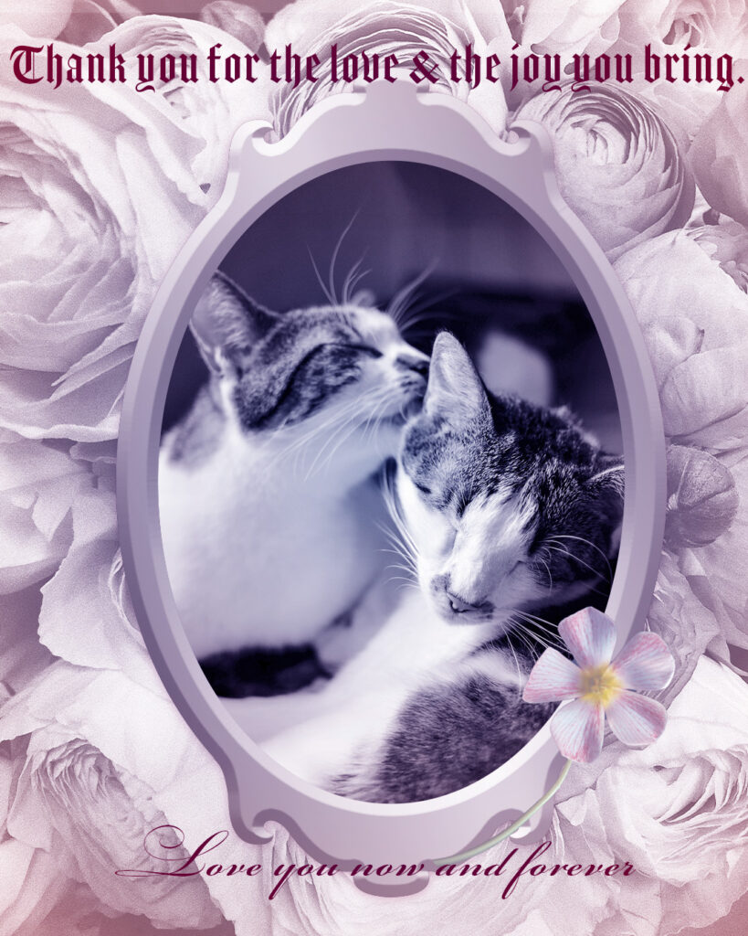 フレームの中の猫