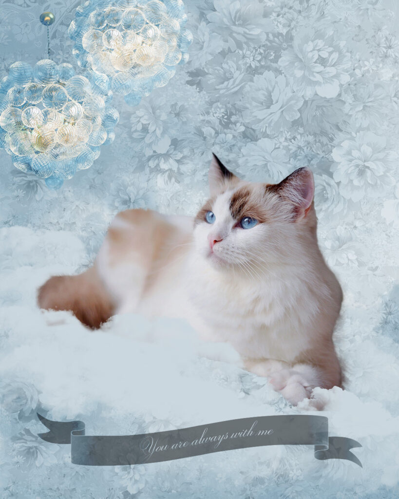水色の瞳の猫