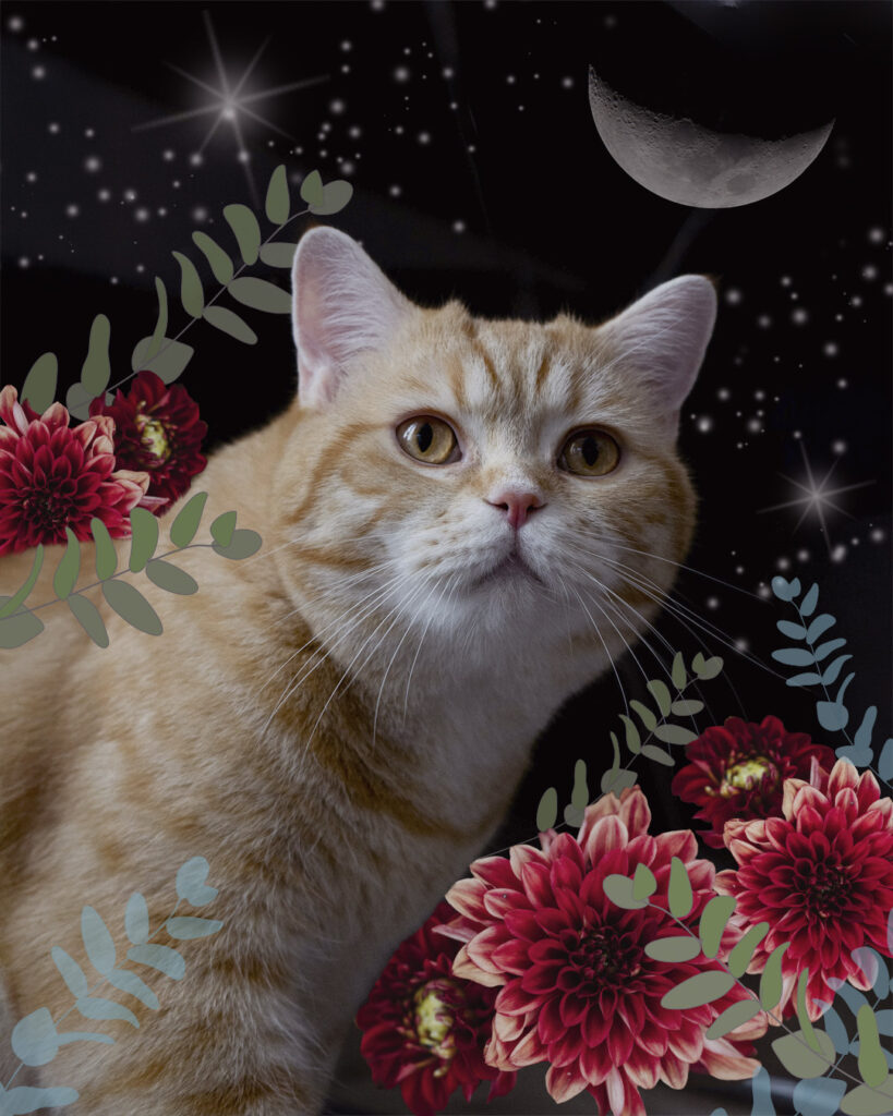 しま猫と月とダリア