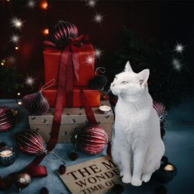 クリスマスの夜の白猫