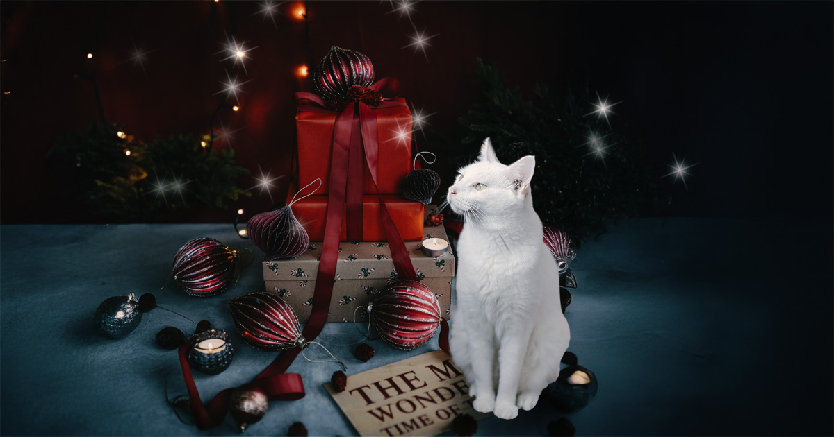 クリスマスの夜の白猫