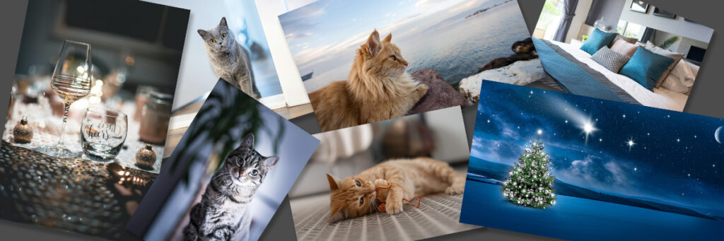 愛猫写真 オーダーメイド  あなたのためのメモリアルコラージュをお作りします