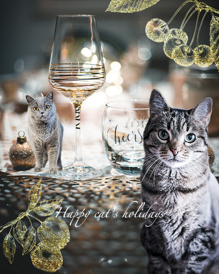 あなたの帰りを待っている猫ちゃん 美しい部屋 煌めき