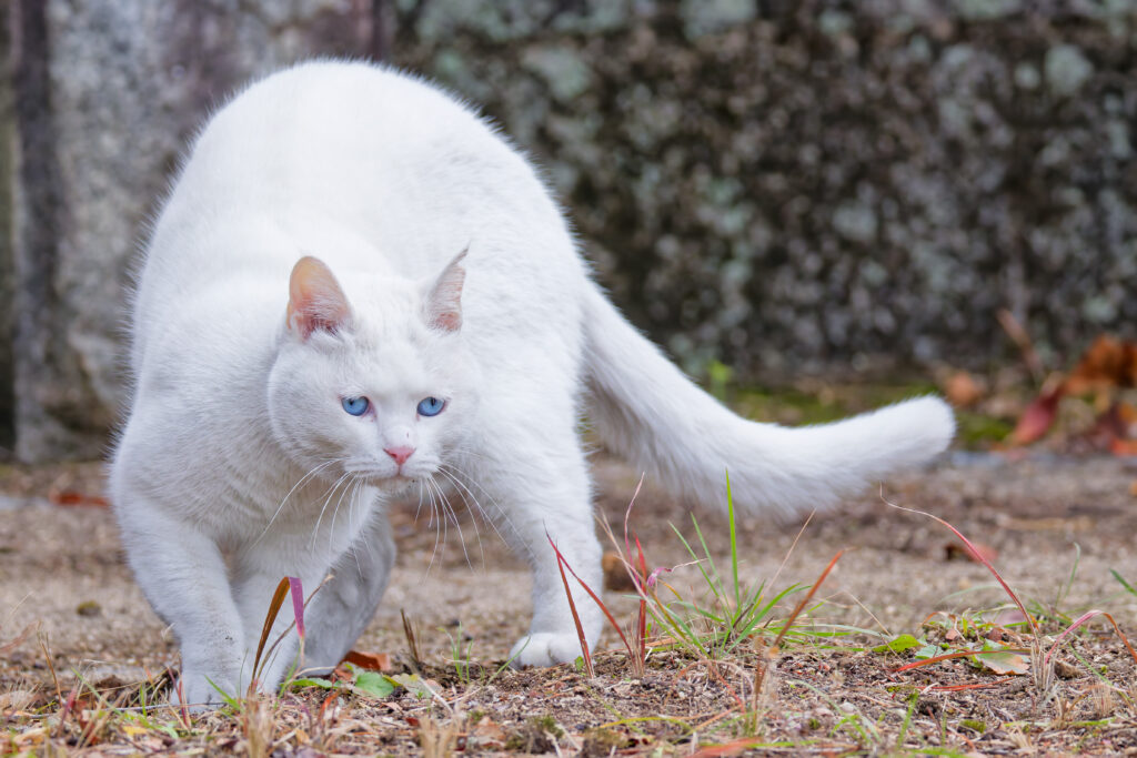 大きな白猫