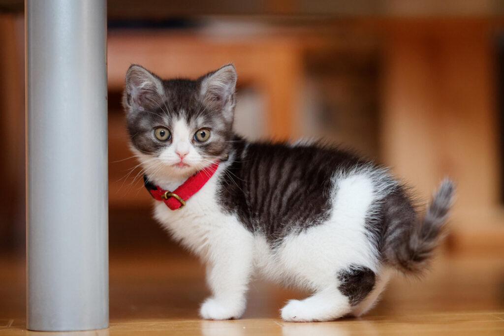白黒子猫
