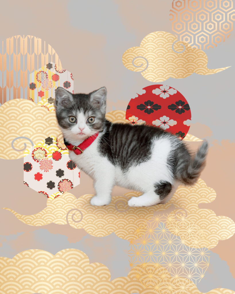 あどけない子猫と和の文様でアート