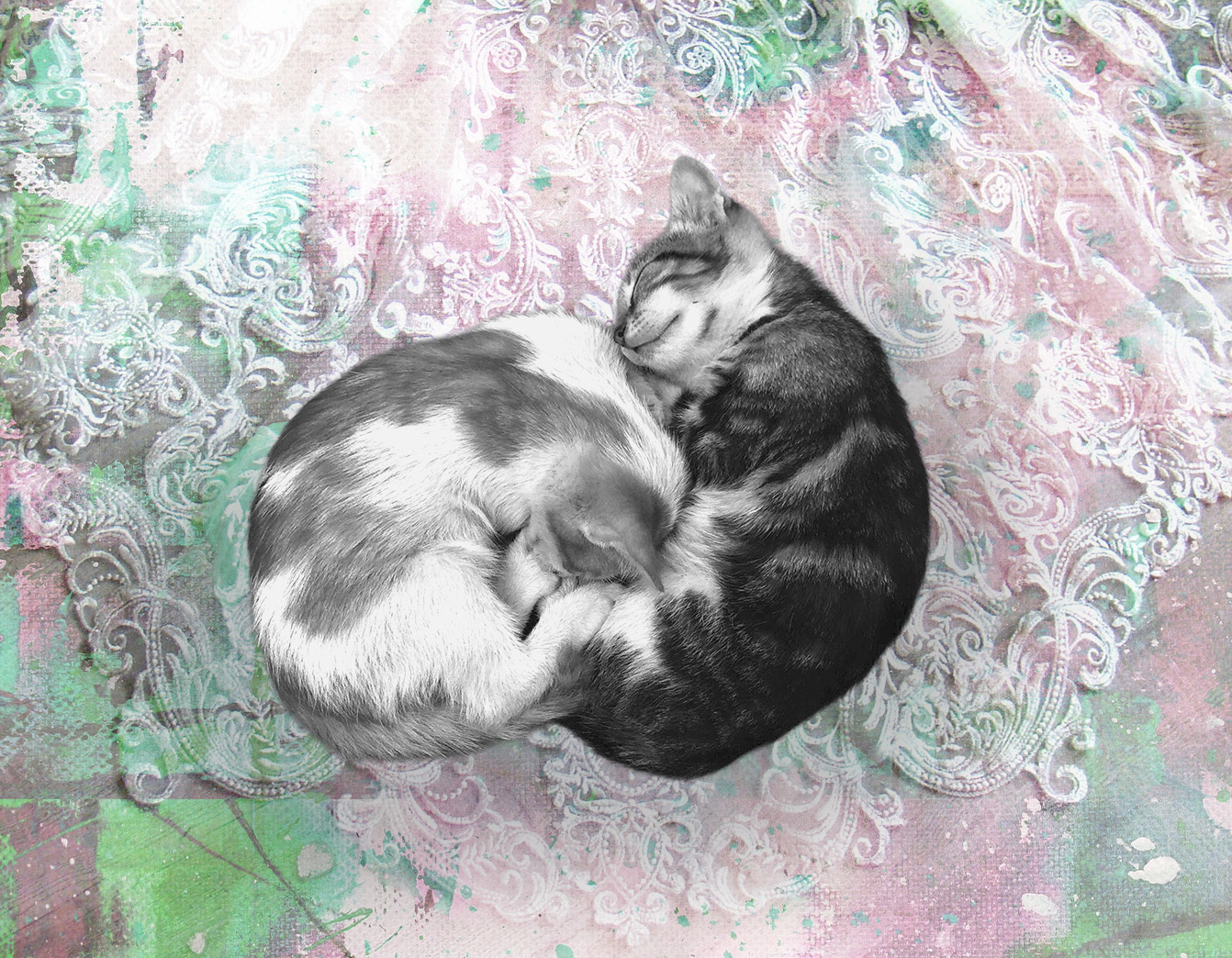 レースの上で丸くなって眠る二匹の猫
