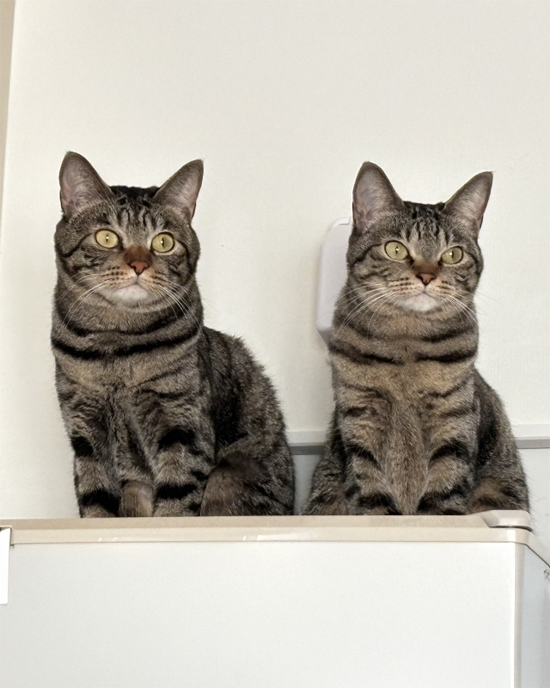 二匹のキジトラ猫