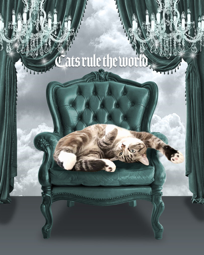 ソファの上の猫