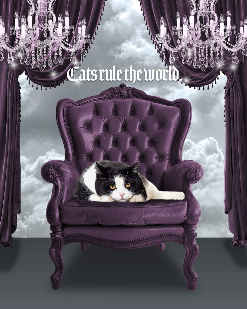 紫のソファの上の猫