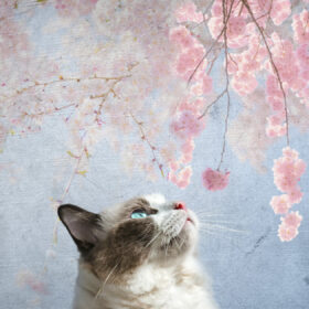 桜を見上げる猫