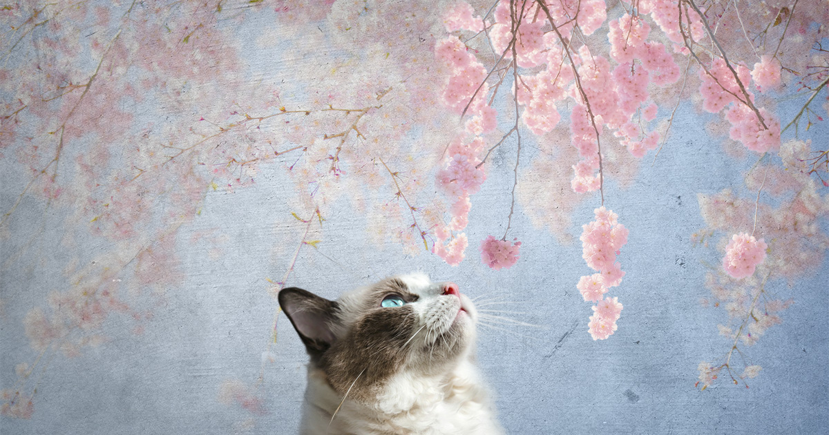 桜を見上げる猫