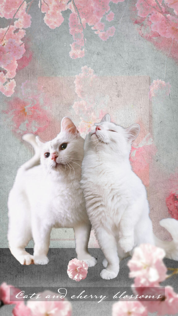 2匹の白猫と桜のメモリアルコラージュ
