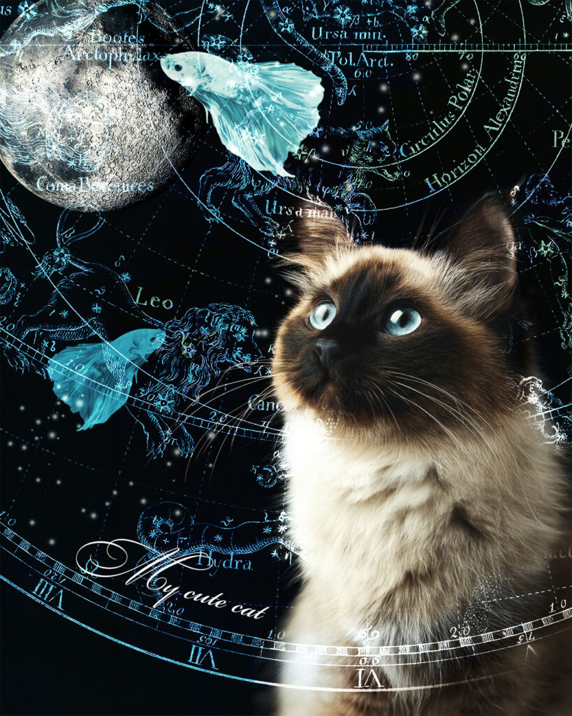 シャム猫と天体とお魚