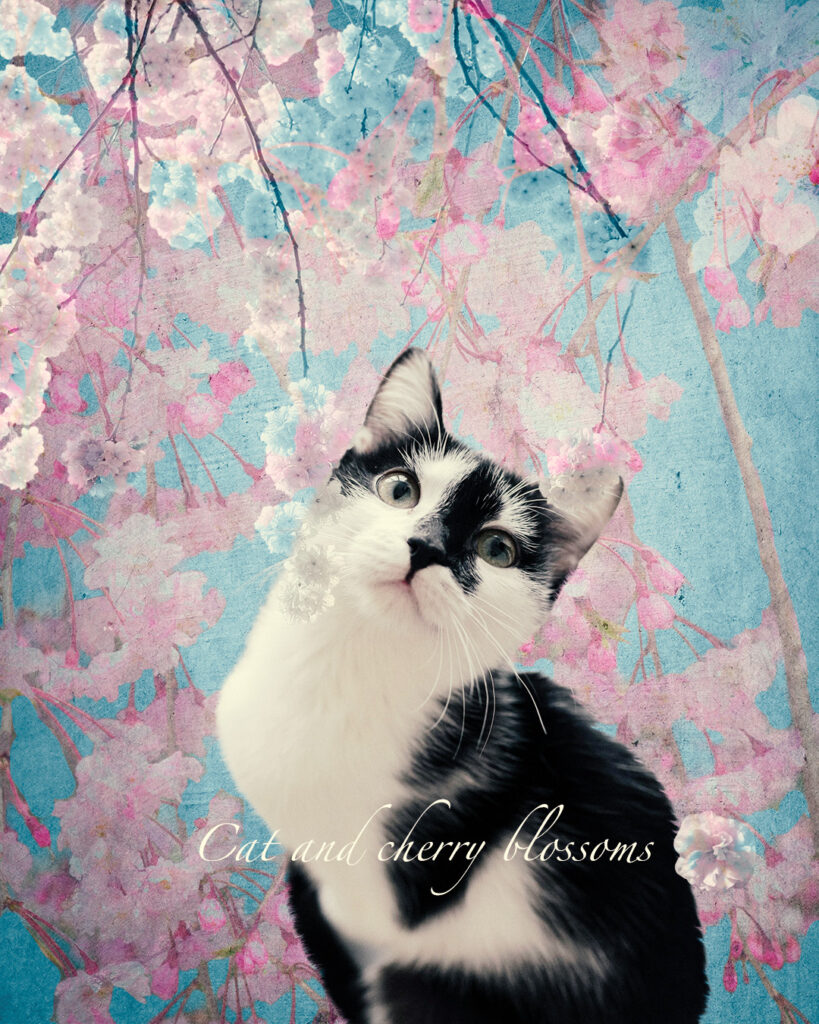 いっぱいの桜と白黒猫
