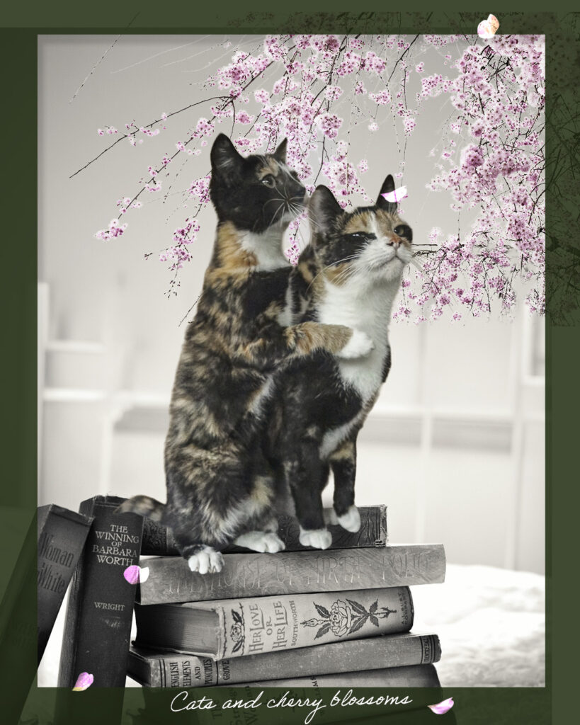 二匹のサビ猫 桜 古い本