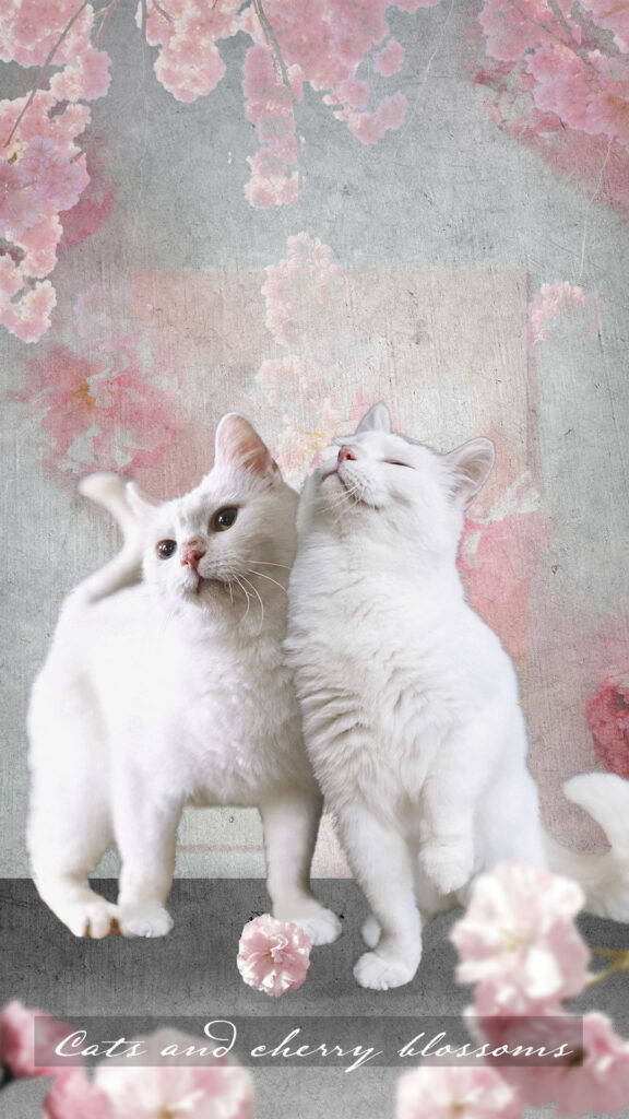 二匹の白猫と桜