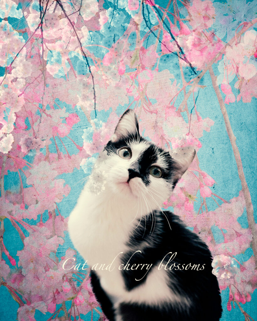 枝垂れ桜と猫のメモリアルコラージュ