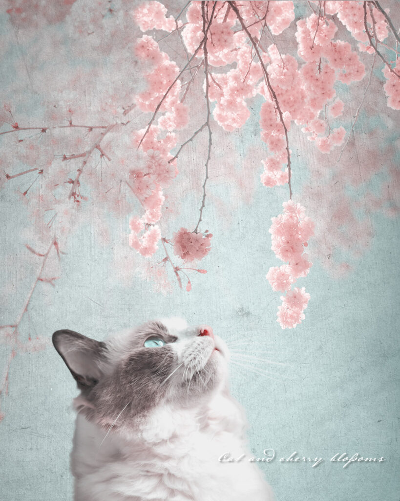 枝垂れ桜を見上げる猫