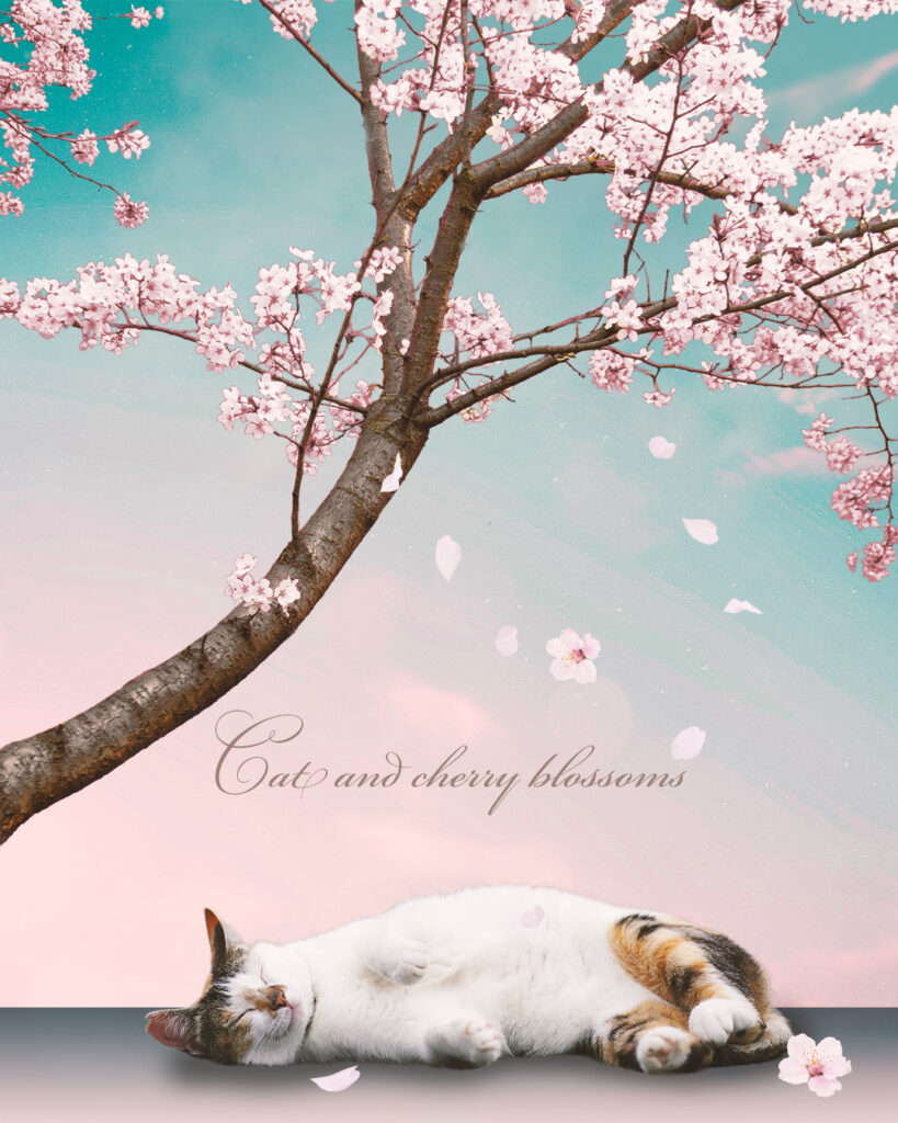 眠る猫と桜