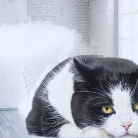 寝そべるハチワレ