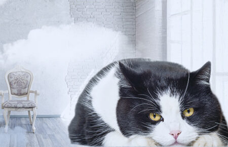 寝そべるハチワレ