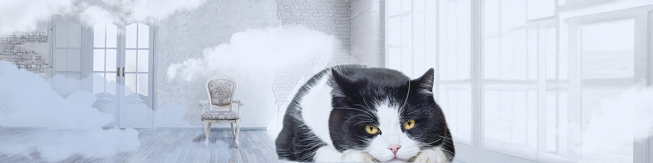 寝そべるハチワレ