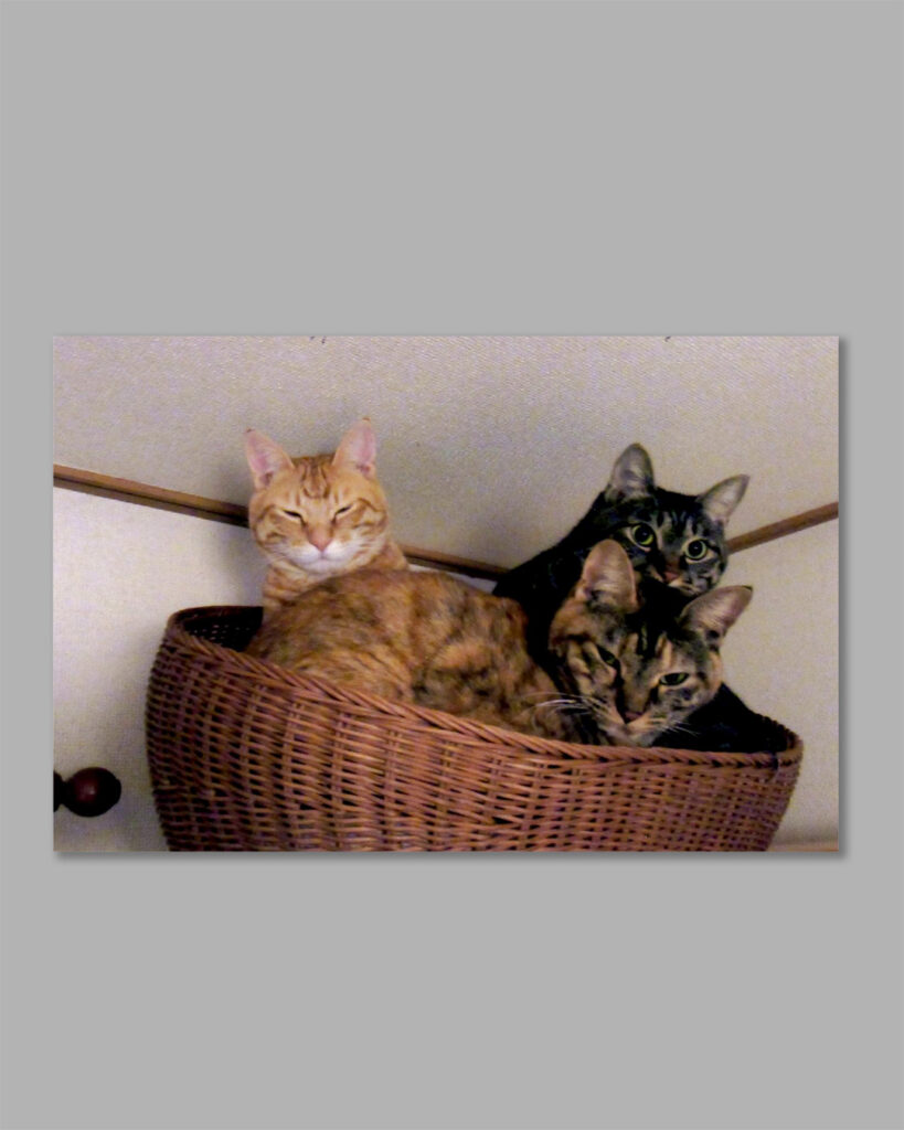 カゴに入った仲良しの3匹の猫