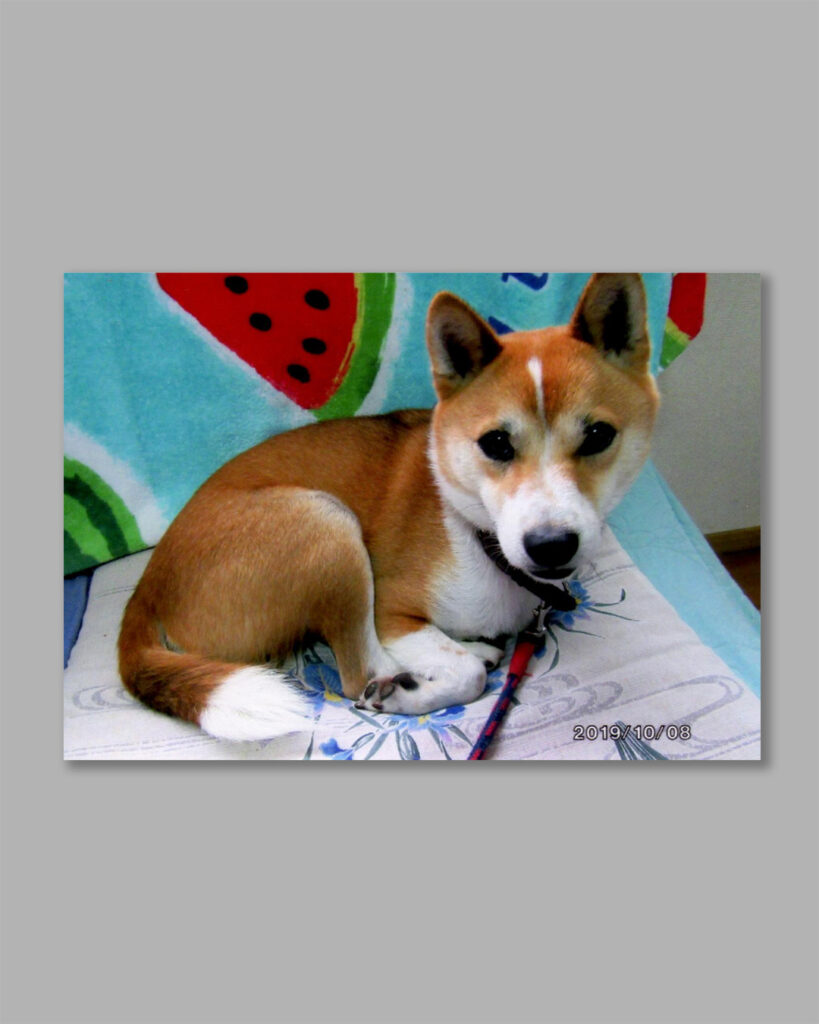 柴犬くんをメモリアルコラージュに制作（UJWORKS）