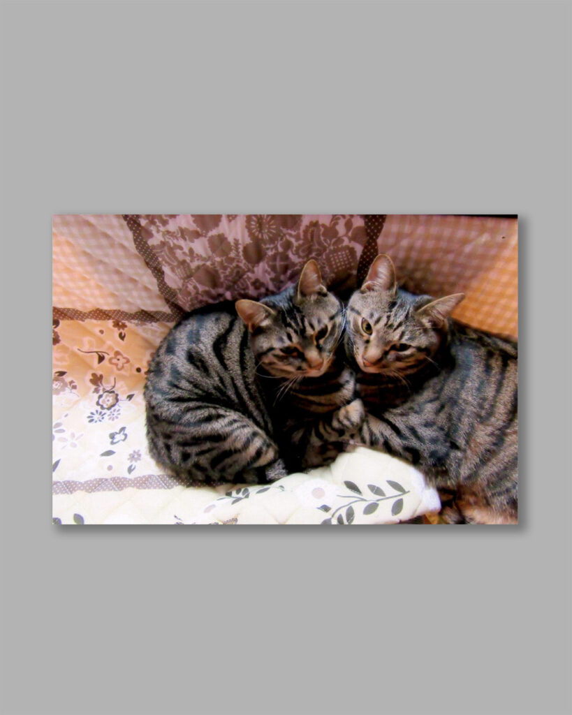 仲良く寄添う二匹をメモリアルアートに制作（UJWORKS）