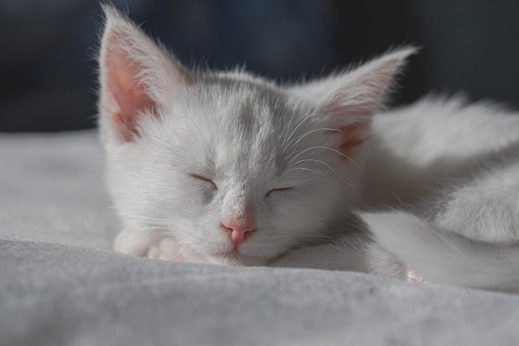 眠っている白い子猫