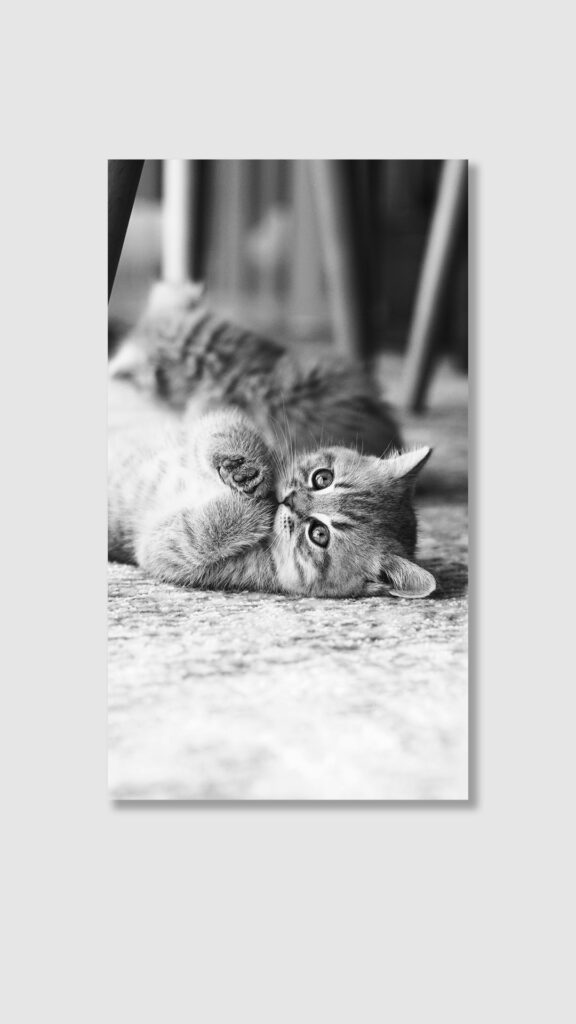 指をくわえているような子猫の元画像