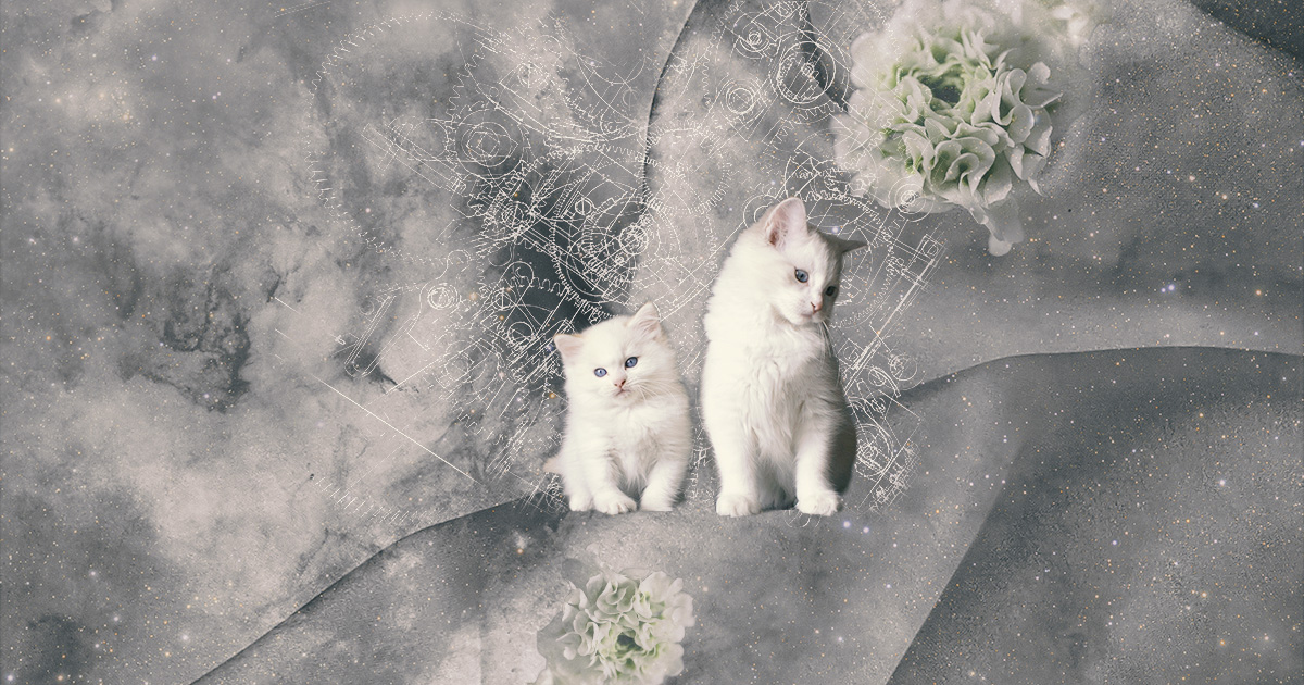 白い子猫の猫メモリアルアート