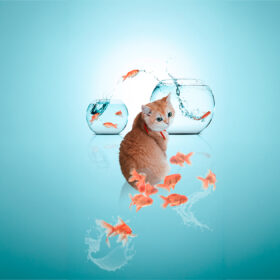 猫と金魚の幻想コラージュ