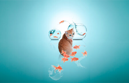 猫と金魚の幻想コラージュ